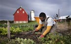 The Minnesota Arboretum has been holding an academic farming class for people who want to go into farming. Students are a diverse group in terms of ag