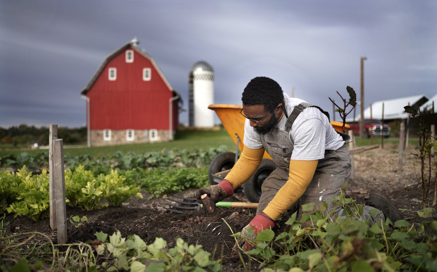 The Minnesota Arboretum has been holding an academic farming class for people who want to go into farming. Students are a diverse group in terms of ages, goals, etc. Here, David Williams digs up sweet potatoes in the Arboretum vegetable garden. brian.peterson@startribune.com Chaska, MN Tuesday, September 29, 2020