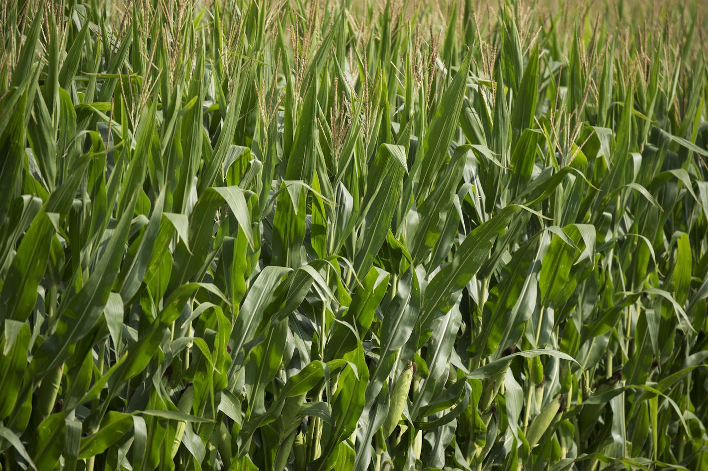 Dave Peterson, a farmer near Northfield, looks over this years corn. ] Dave Peterson is a corn farmer near Northfield. We're looking for display shots of healthy-looking corn for a Sunday business story about how record crops expected this year nationally are driving down corn prices to below break-even levels for Minnesota farmers. 821179 Corn_082414 20035905A (DAVID BREWSTER/STAR TRIBUNE)