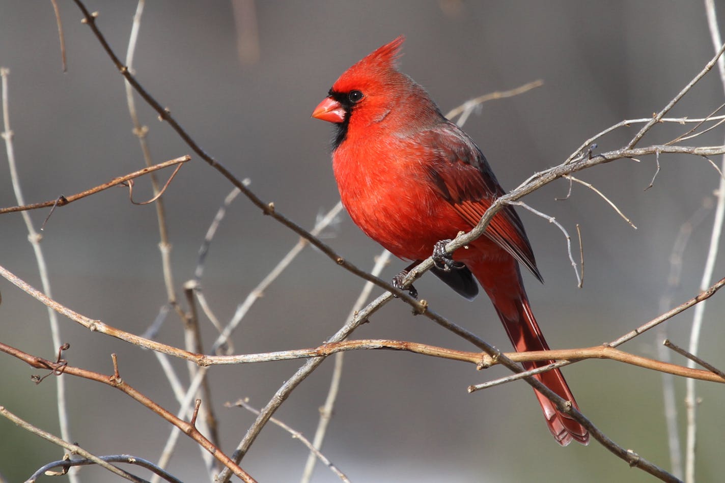 [Caption] Photos by Don Severson Do these look like the faces of nest robbers? Male and female cardinals are hard-working parents who raise two, sometimes even three, broods each summer.