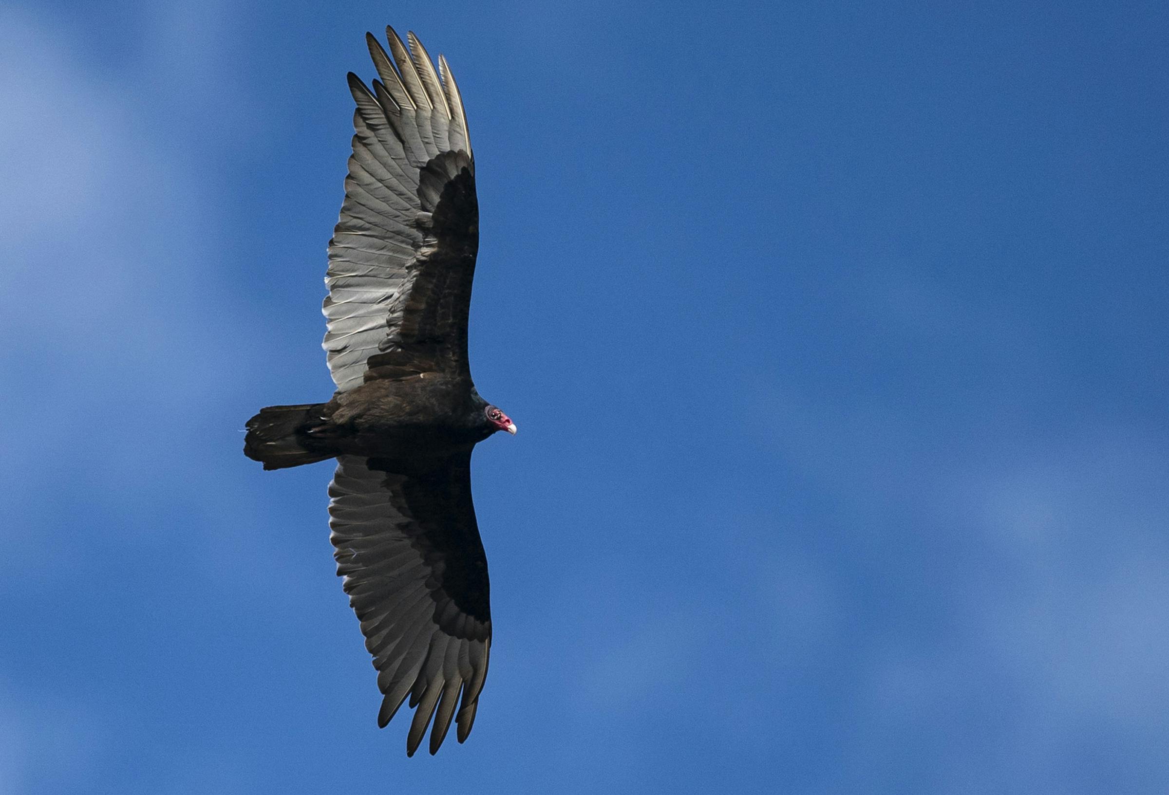 That’s no eagle: Turkey vultures are the other large birds soaring above