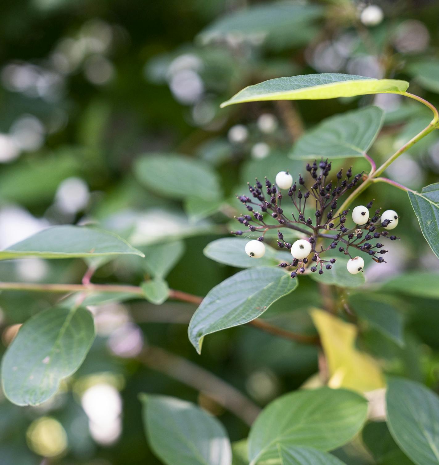 A red-twig dogwood in Dan Schultz has created a wildlife habitat in his yard at his home in Minneapolis, Minn. Friday, July 12, 2019. Schultz, along with the Longfellow Community Council and the National Wildlife Federation, leads a volunteer effort to have the greater Longfellow area become the first in Minnesota to be a Certified Wildlife Community. The effort, which started in 2016, aims to have 150 private yards, four schools and four common areas, such as churches and business properties, e