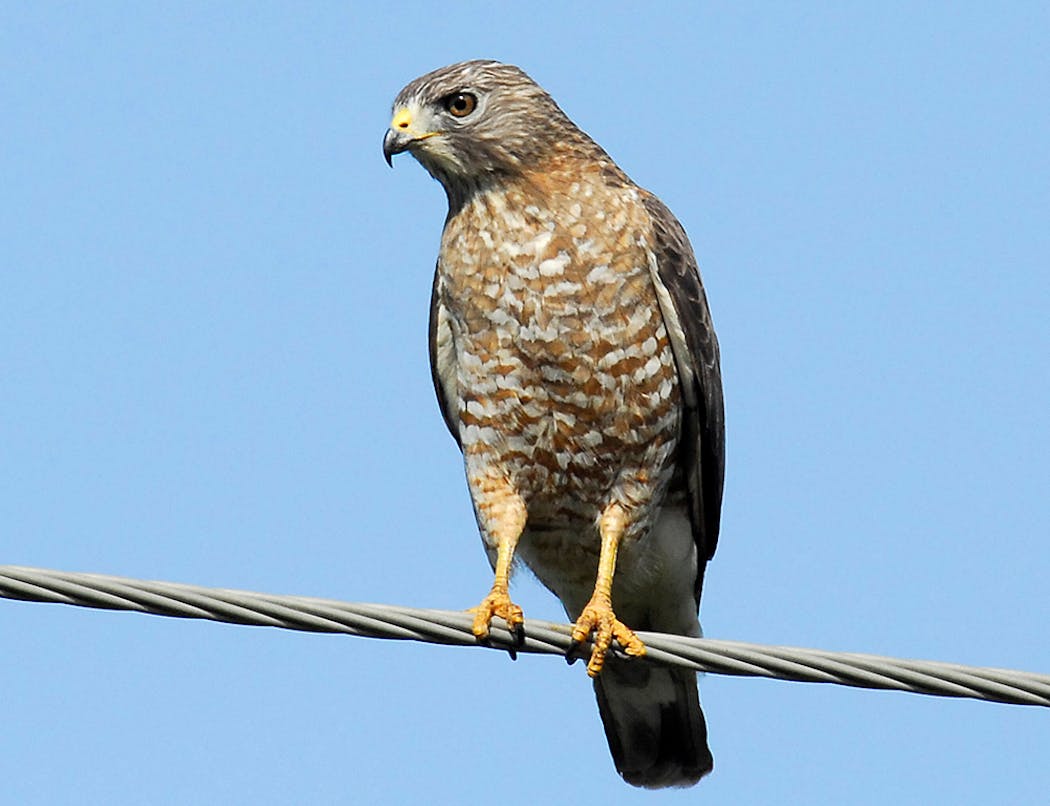 Reports of broad-winged hawks have been dismissed and verified over the years.