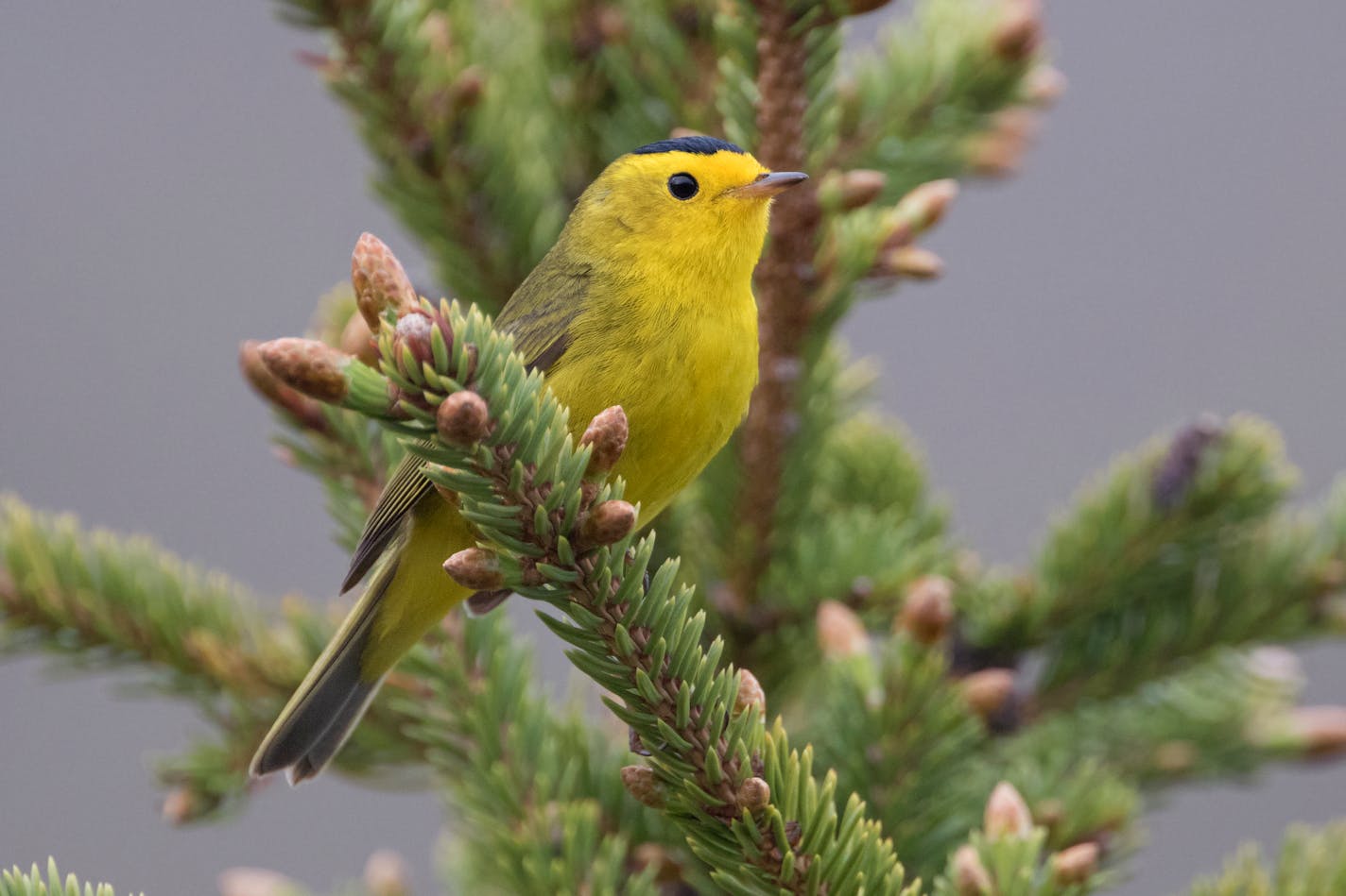 A bright yellow warbler with a black capped head perched in a tree.