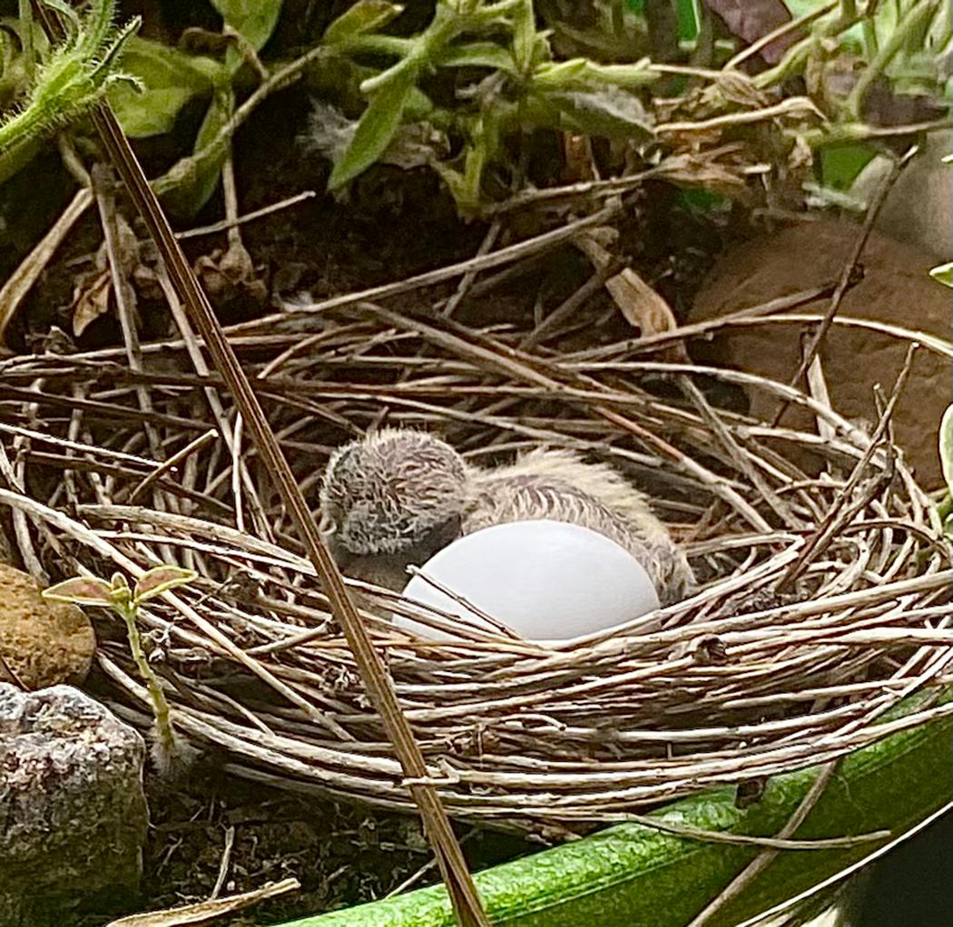 First hatchling in the mourning dove nest.