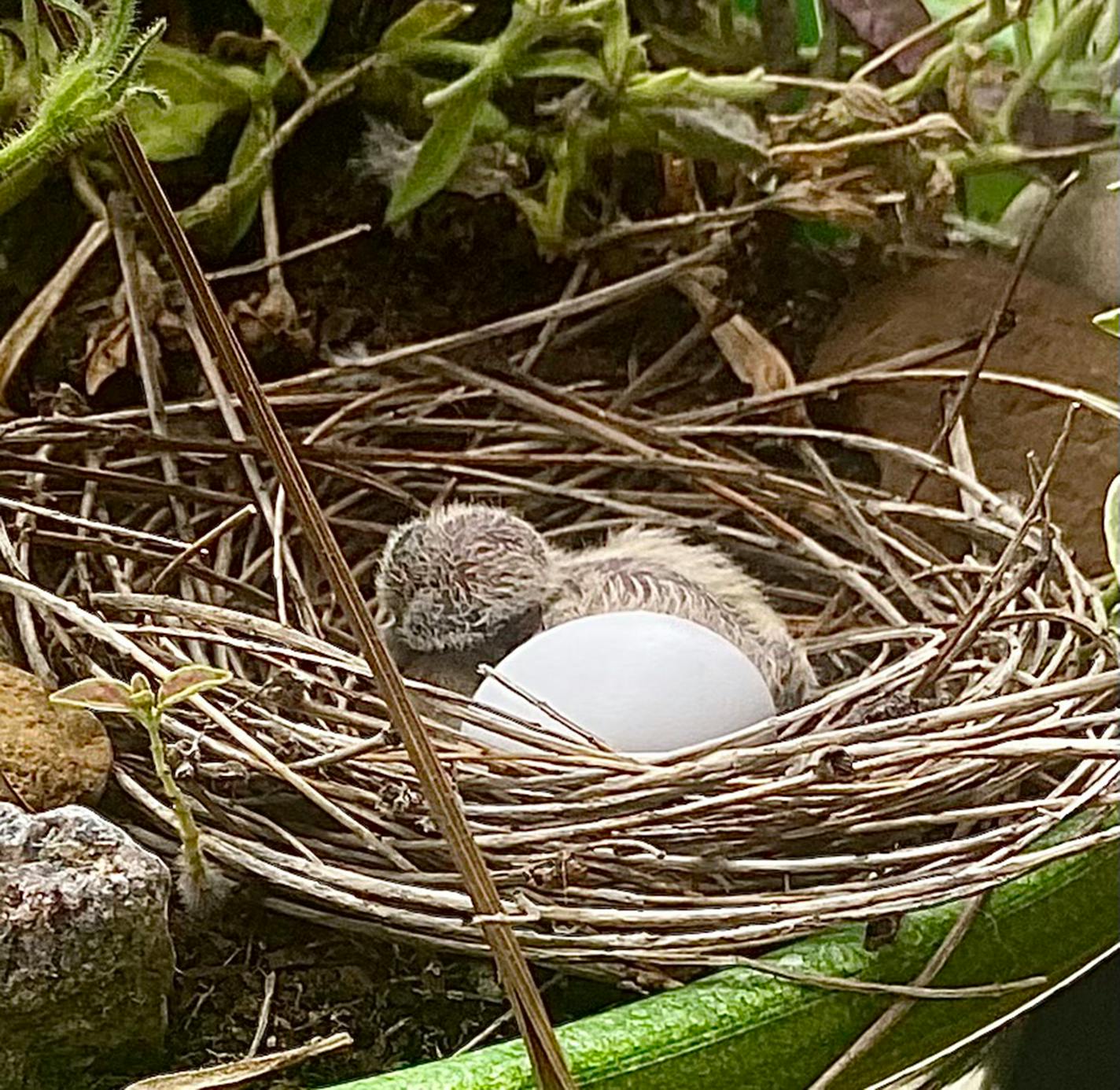 First hatchling of mourning dove nest. Photo provided by Marilyn McGonagle