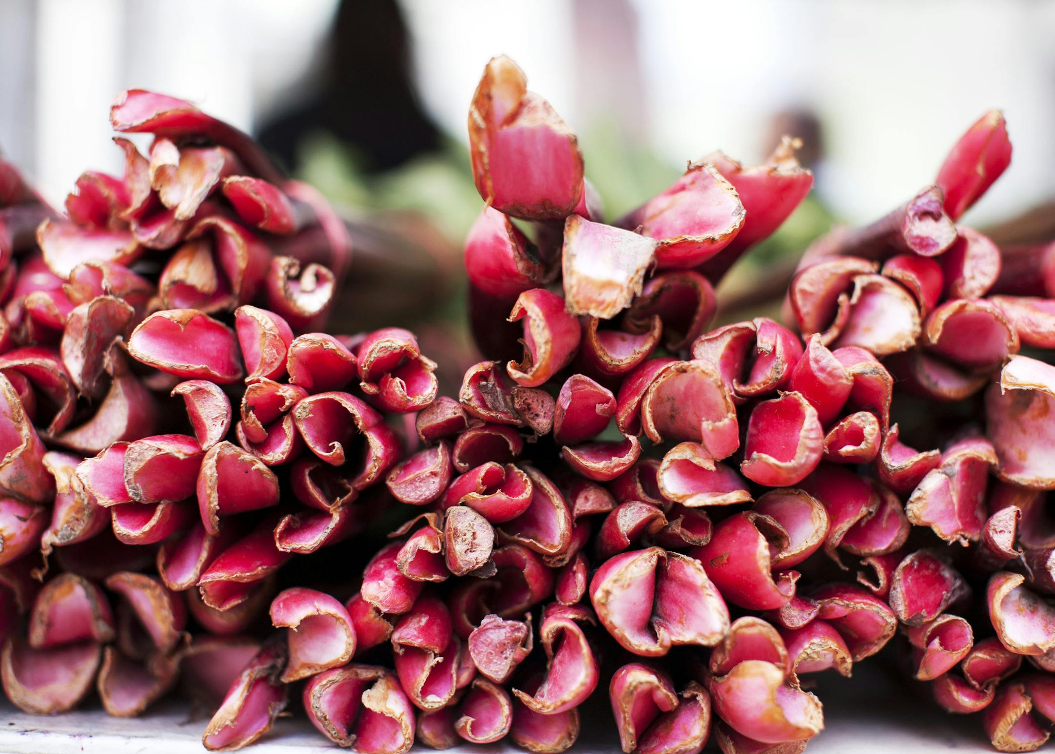 Rhubarb from Afton is piled high on tables for sale at Xang Vang's farm stall in the Minneapolis Farmers Market on Nicollet Mall June 5, 2014. (Courtney Perry/Special to the Star Tribune)