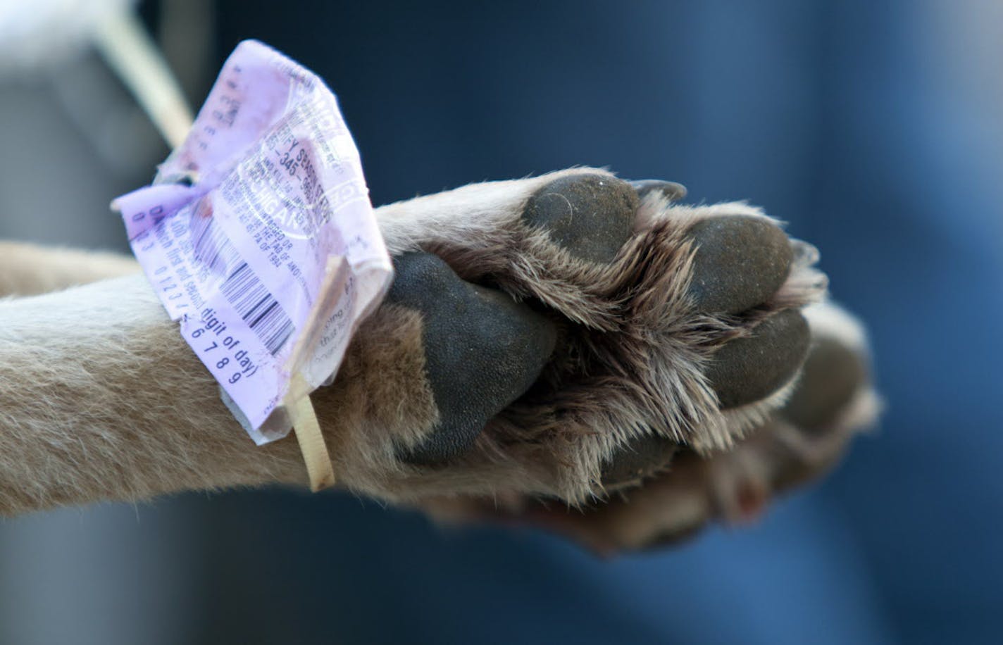 Michigan's first wolf hunt in four decades was held Nov. 15-Dec. 31, 2013. Wildlife biologists there said that 17 of the 23 wolves killed, including this animal shown with its registration tag, were in places within known territories of packs with reputations for conflicts, a term that includes repeatedly attacking livestock or pets and exhibiting fearless behavior around people. Reducing such conflicts was a major goal of the hunt, officials say. ORG XMIT: MIN2015112516360755