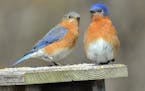 Caption: Photo by Jim Williams
Eastern bluebirds check out a nest box for possible occupancy next spring.
