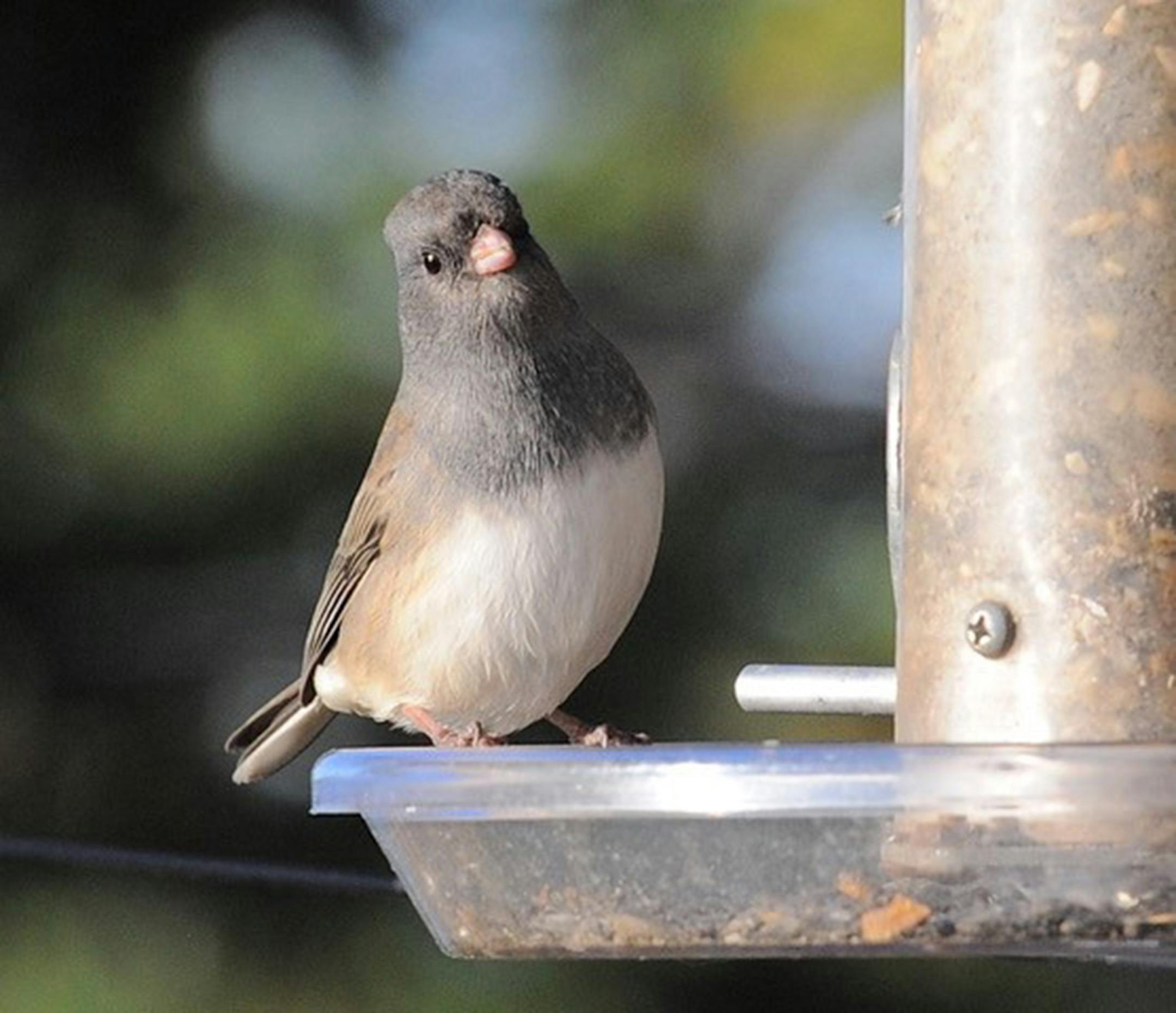 Junco. Jim Williams photo