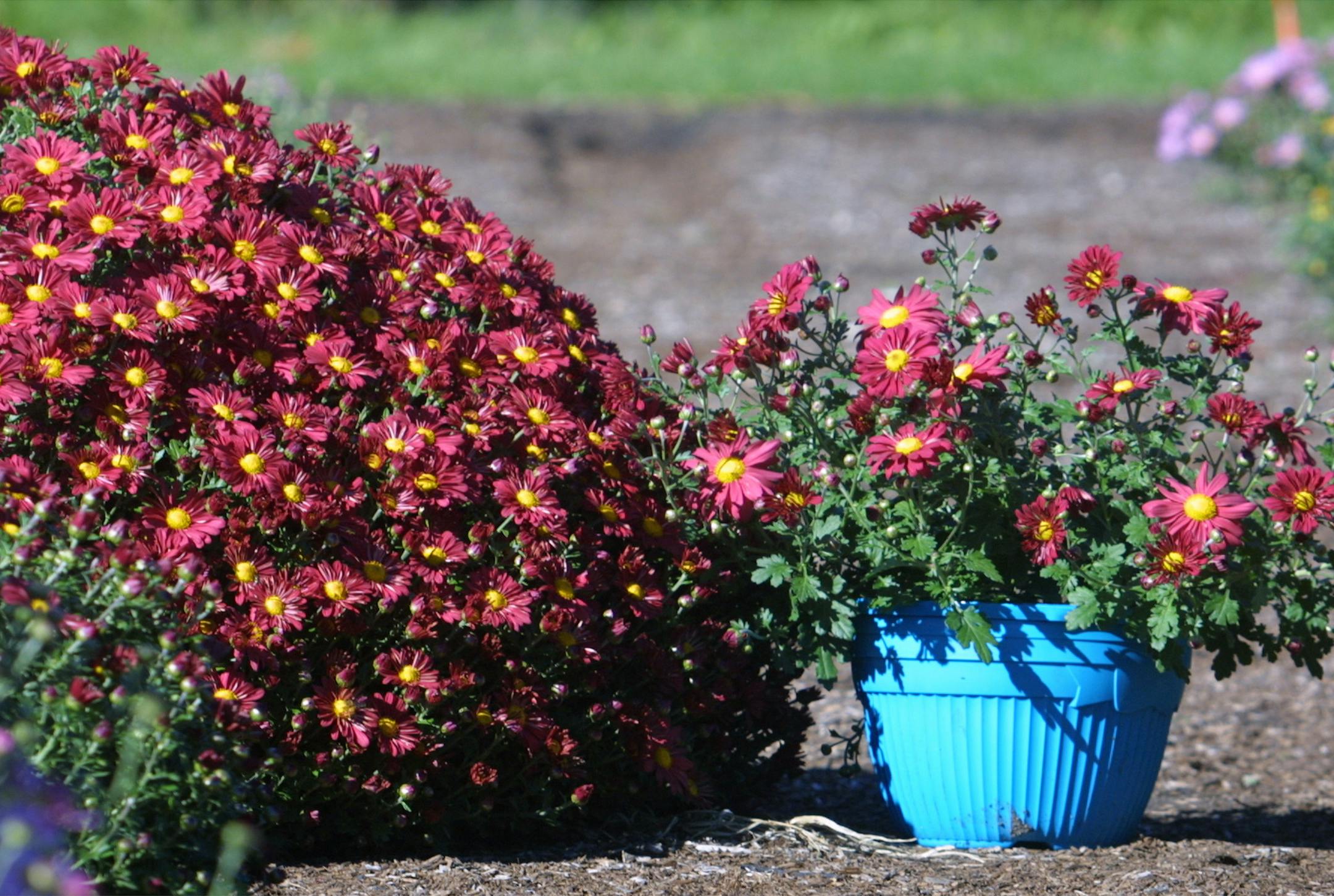 camparison mums, two yr. old bush and a pot that one buys in the store...these are the featured mums for H&G (called 'my favorite' something???)