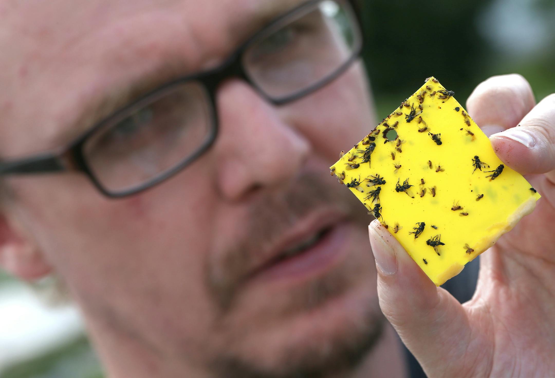 Dr. Mark Asplen checked traps near rows of strawberry plants that contained spotted wing fly (drosophila), fruit fly and other types of fly on 7/17/13 at the University of Minnesota St. Paul Campus. Those raspberries might look deleicious, but you just might get a mouthful of maggots when you try them. Newly arrived fruit fly ruins soft summer fruits from inside out. It's not going to wipe anything out. But it's widespread, and growers, both farmers and backyard gardeners, are going to have to b