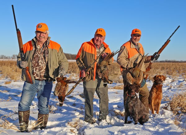 Nicollet Conservation Club members, from left, Froehlich, Otto and Zins and dogs Kirby and Blackie put four pheasants in their bag on Wednesday while 