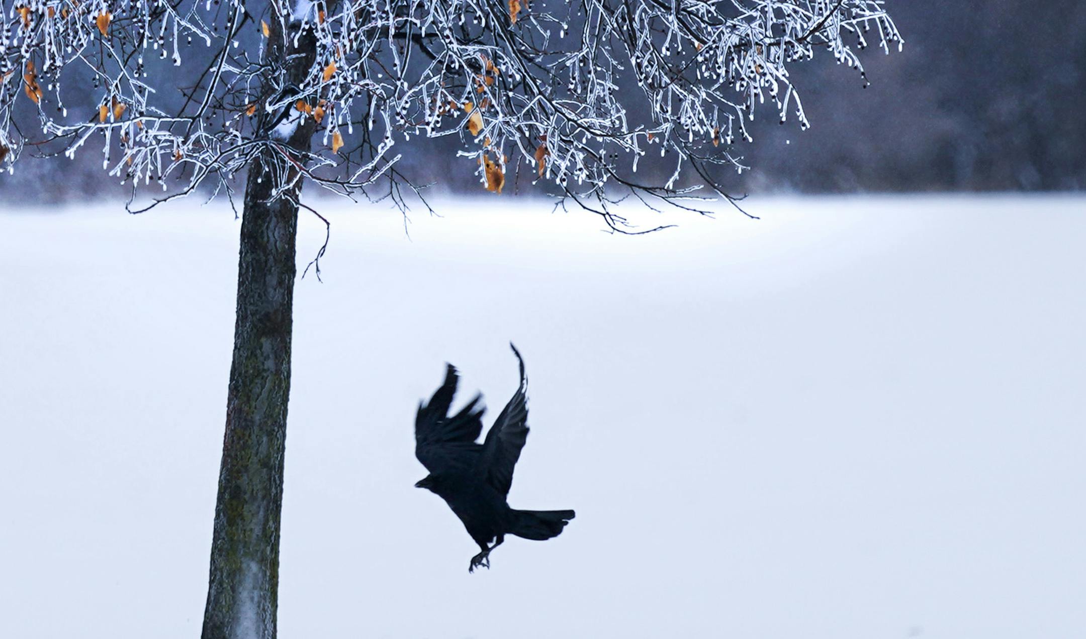 Two crows feasted on ice covered berries in Apple Valley ahead of Saturday's expected snow. ] GLEN STUBBE &#x2022; glen.stubbe@startribune.com Saturday, November 30, 2019