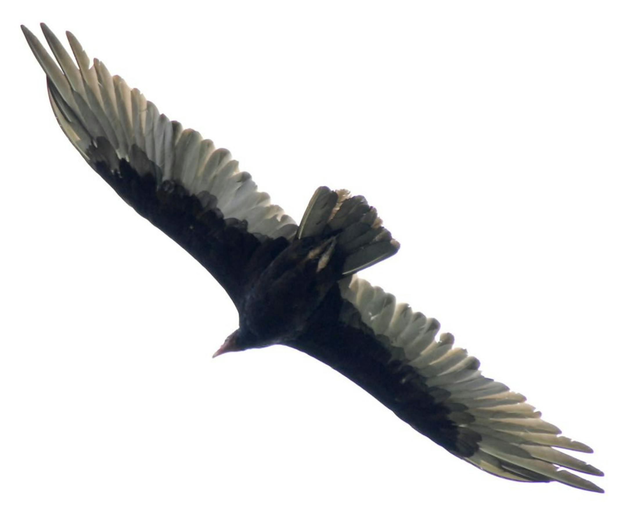turkey vulture in flightmust credit: Jim Williams