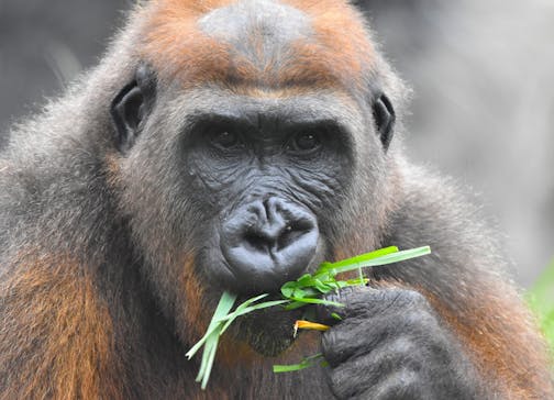 A gorilla with reddish-brown fur holds several pieces of grass to her mouth.