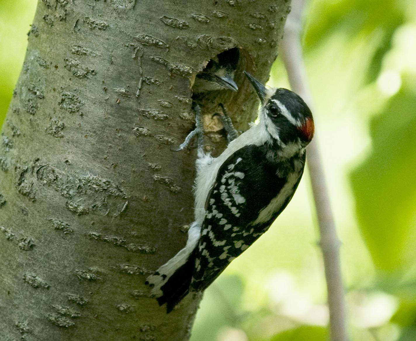 A male downy woodpecker has just fed one of his offspring inside a tree cavity. credit: Jim Williams