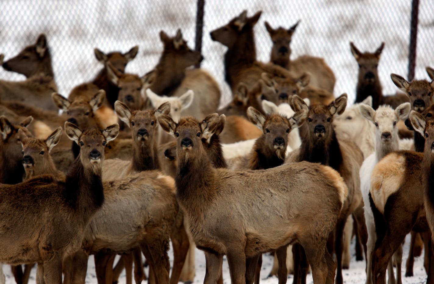 The discovery of chronic wasting disease in a captive elk may mean that the herd of about 1,000 will have to be destroyed, and it has raised concerns that the disease might spread to wild deer.