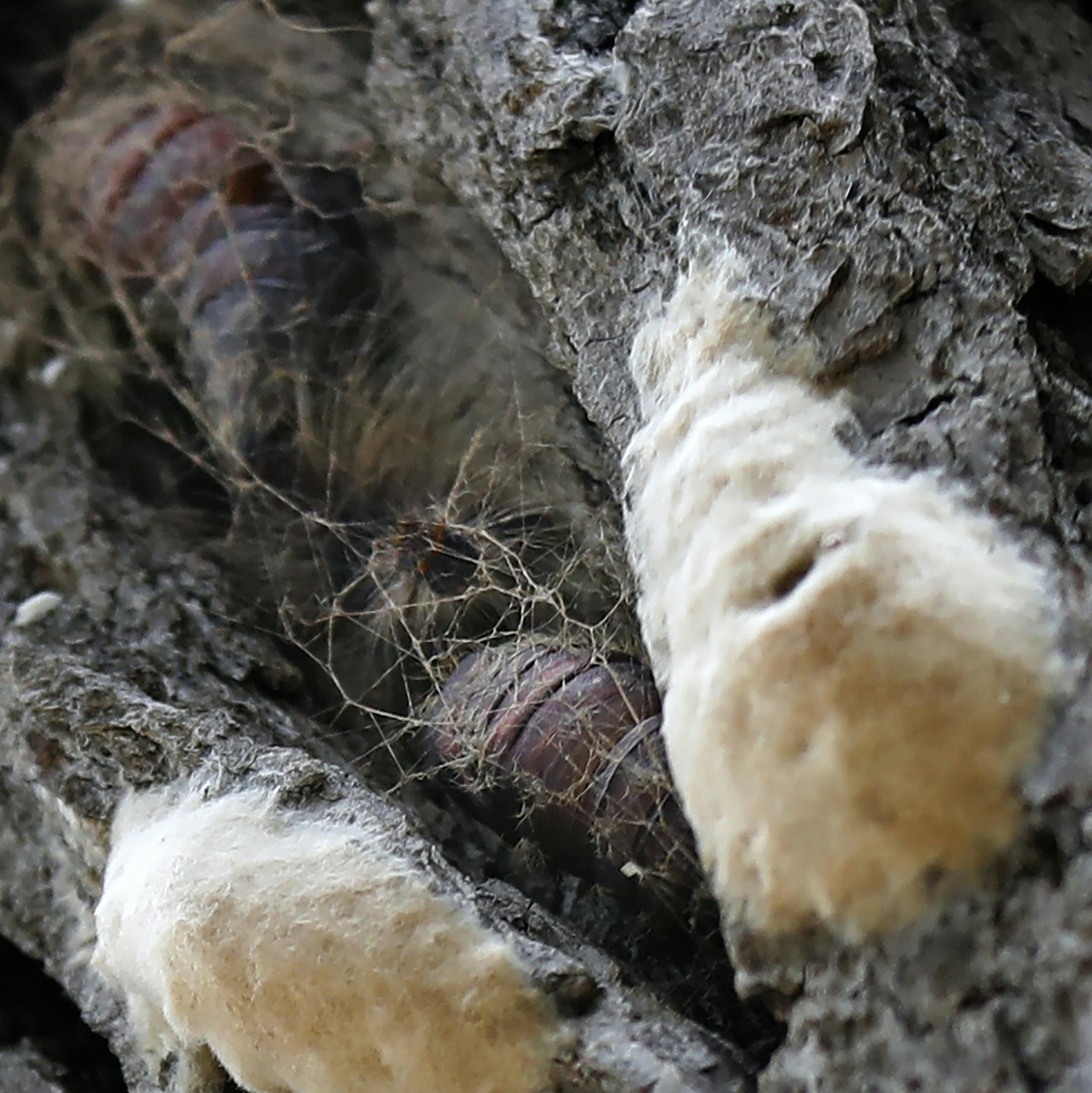 There is no question of the infestation on this part of the oak tree. Once the moths emerge they leave an empty shell.]Gypsy moth eggs have invaded the yards of Minneapolis' Lowry Hill residents. The buff-colored egg masses have caused a headache for resident Bob Bolen. His neighborhood has been quarantined for months, prohibiting him and his neighbors from moving trees and wood items from the area.]Richard Tsong-Taatariiïrtsong-taatarii@startribune.com
