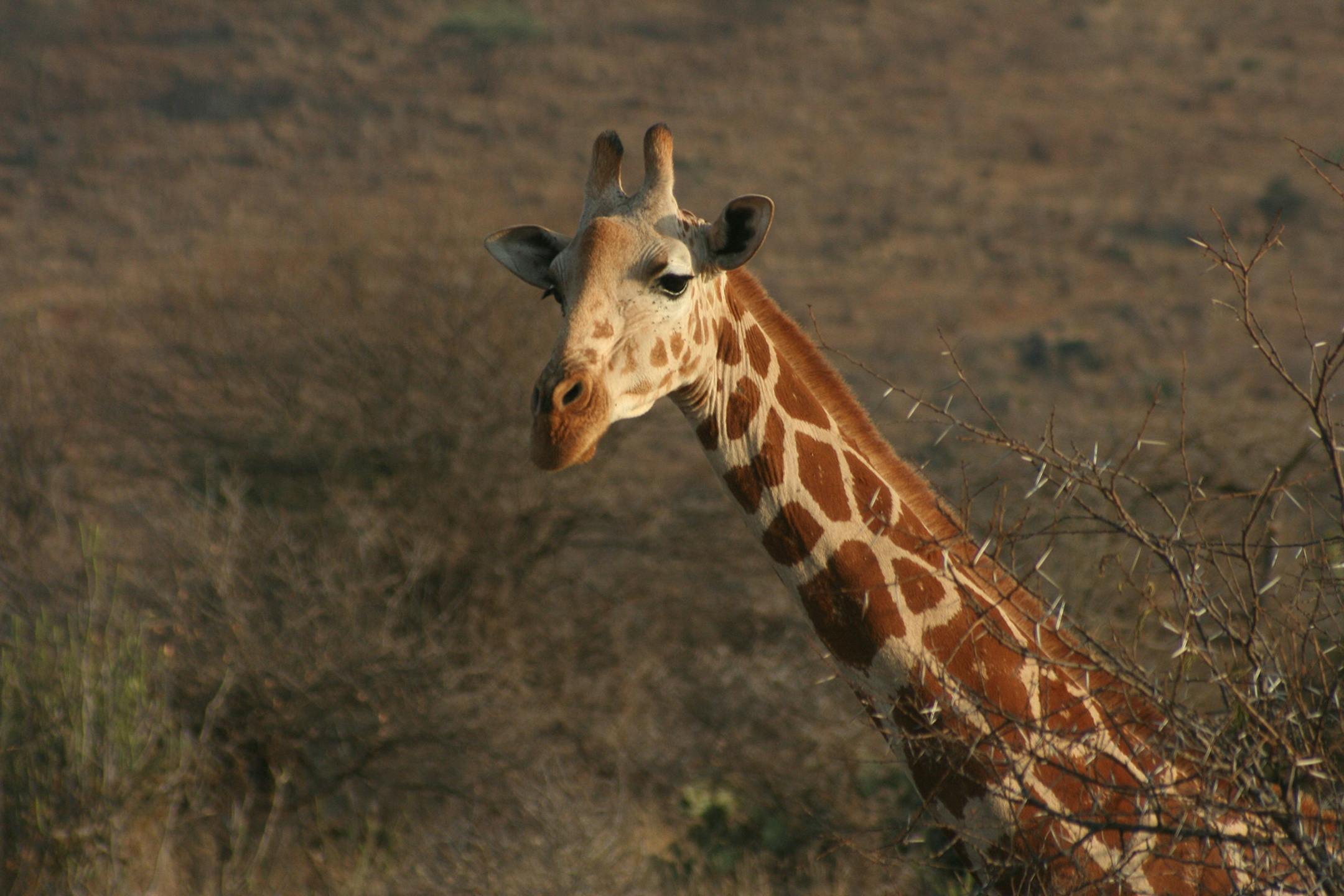 Loisaba's 57,000 acres of wilderness can be explored by camelback, horseback, bush walking, safari vehicle, or mountain bike. (Mary Ann Anderson/TNS)
