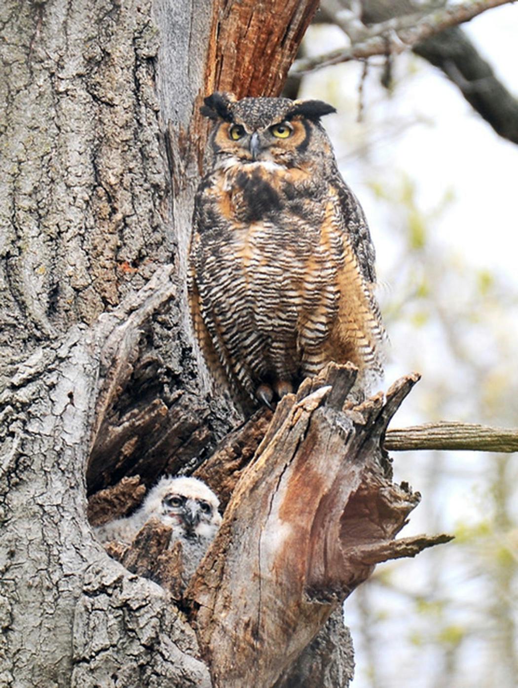 A great horned owl family at their nest.