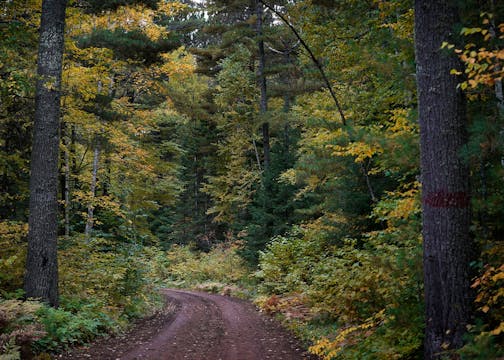 A gravel road, flanked by two large white pine trees, cuts through a diverse mix of pines and hardwoods in the Cloquet Valley State Forest Saturday, Oct. 1, 2022, in St. Louis County, Minn.   ]