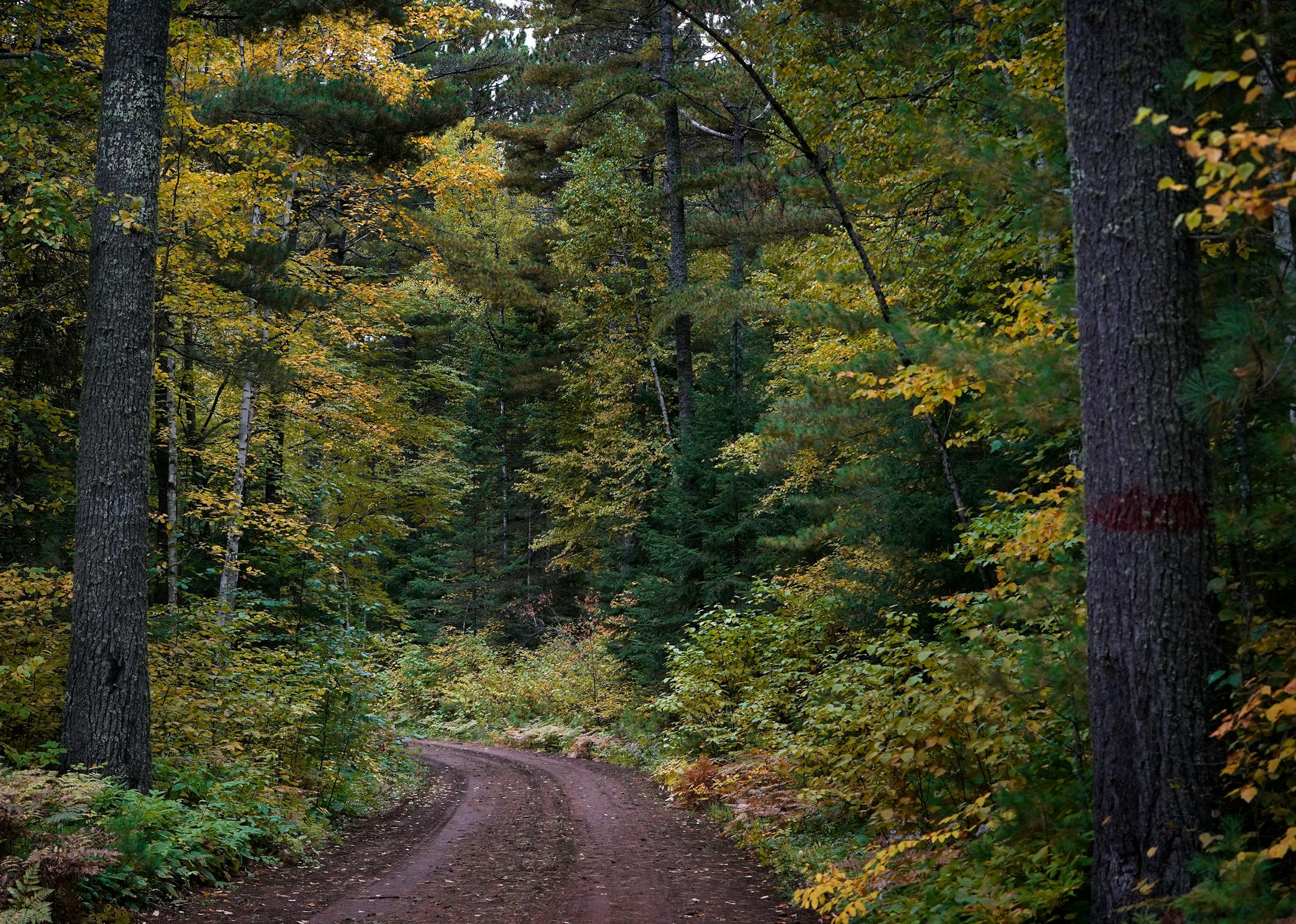 A gravel road, flanked by two large white pine trees, cuts through a diverse mix of pines and hardwoods in the Cloquet Valley State Forest Saturday, Oct. 1, 2022, in St. Louis County, Minn.   ]