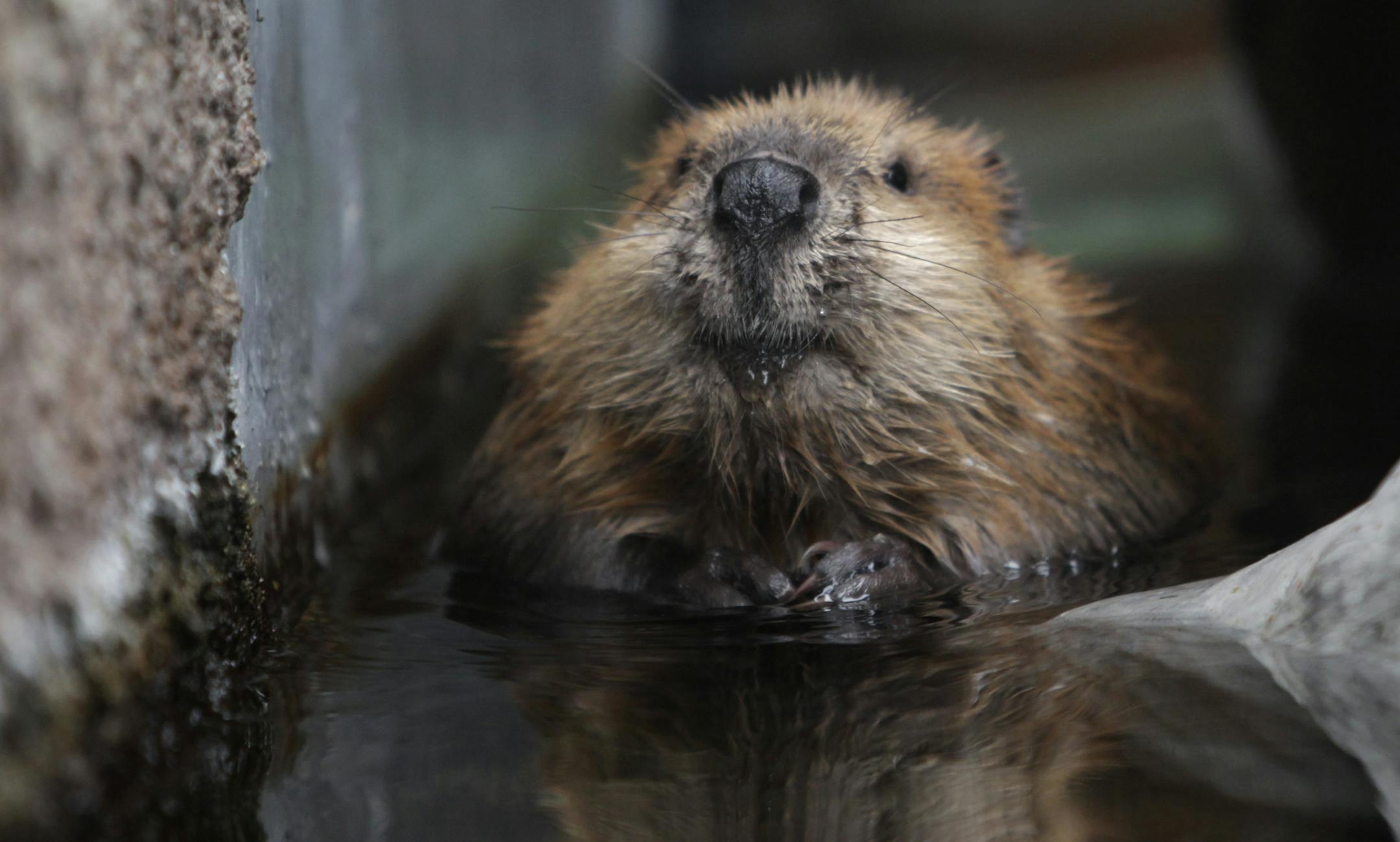 In this Tuesday, Nov. 11, 2014 photo, Timber the beaver swims in his new habitat at Turtle Bay Exploration Park in Redding, Calif. A group of donors known as the Beaver Buddies raised $40,000 to help build a habitat for the newest animal at the science museum. (AP Photo/Record Searchlight, Andreas Fuhrmann)