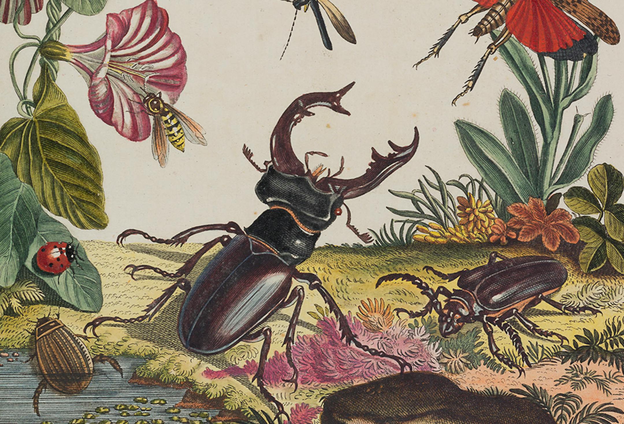Classic, historical illustrations from the American Museum of Natural History's rare book collection fill "Innumerable Insects."