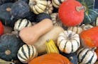 Varieties of squash are just some of the produce available even as some outdoor farmers markets such as Mill City move indoors. Minneapolis and St. Pa
