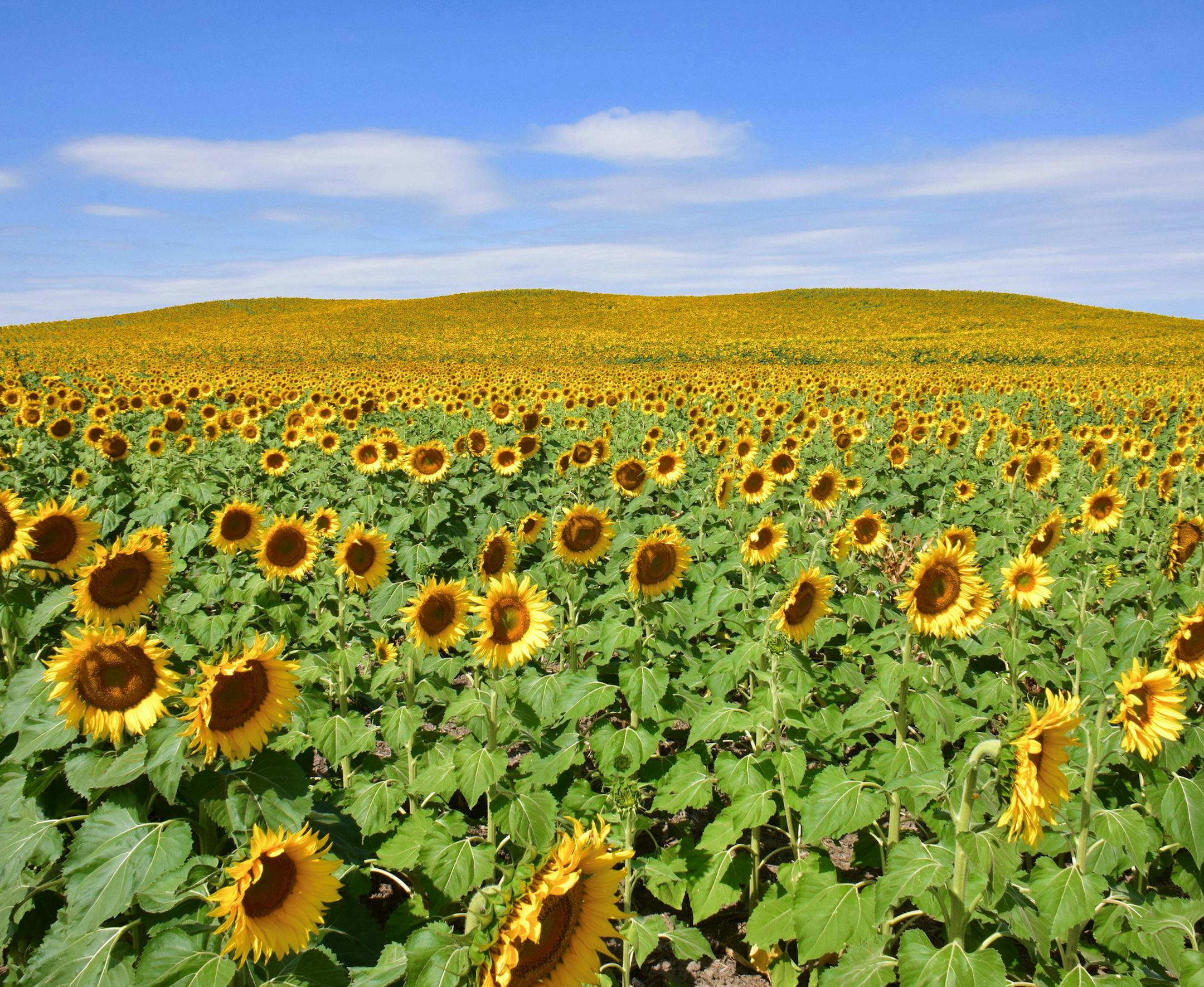 Can I have your name as you would like it to appear in print, and the town in which you live? Ron Britz, Blaine
Where were you when you took this photo? What does it show? US Highway 212, a few miles west of the Forest City (SD) crossing over the Missouri River on the Cheyenne River Reservation.
What equipment did you use—a phone or a particular camera? I used my Nikon 5300 DSLR with a Nikkor 18-300 zoom lens. The photo you liked was shot at 18mm, the widest angle, with aperture at f22 to