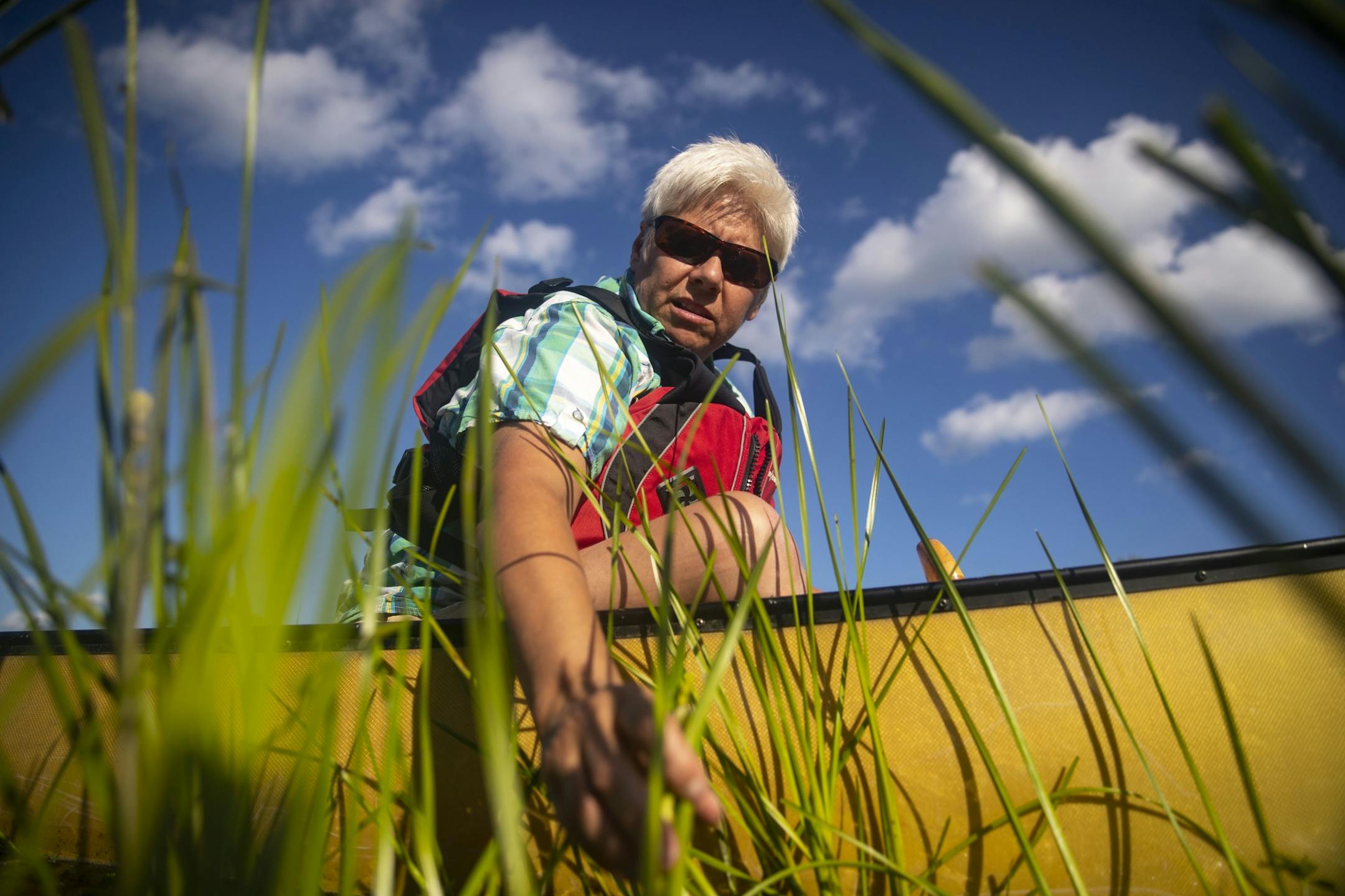 St. Louis River Alliance Executive Director Kris Eilers reached down to feel some growing stalks in a patch of wild rice, most of which was already eaten, in the river estuary.