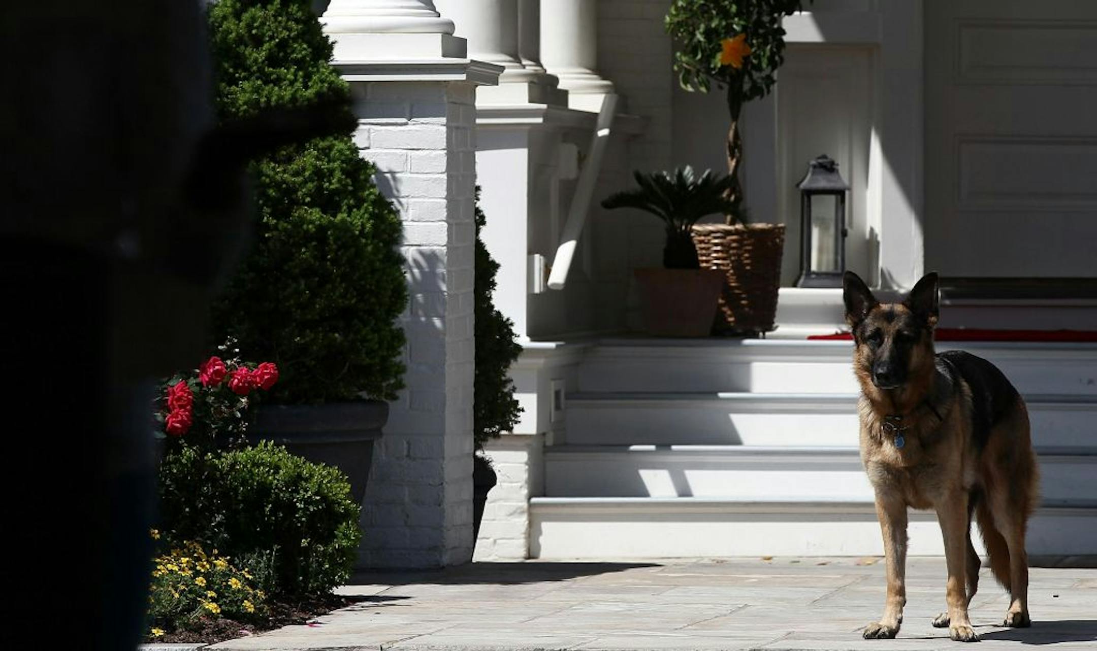 Joe Biden's dog, Champ, stands during speechs during a Joining Forces service event at the Vice President's residence at the Naval Observatory May 10, 2012 in Washington, D.C. Biden sustained a sprained right foot with "no obvious fracture" after being injured while playing with Major, one of his dogs.