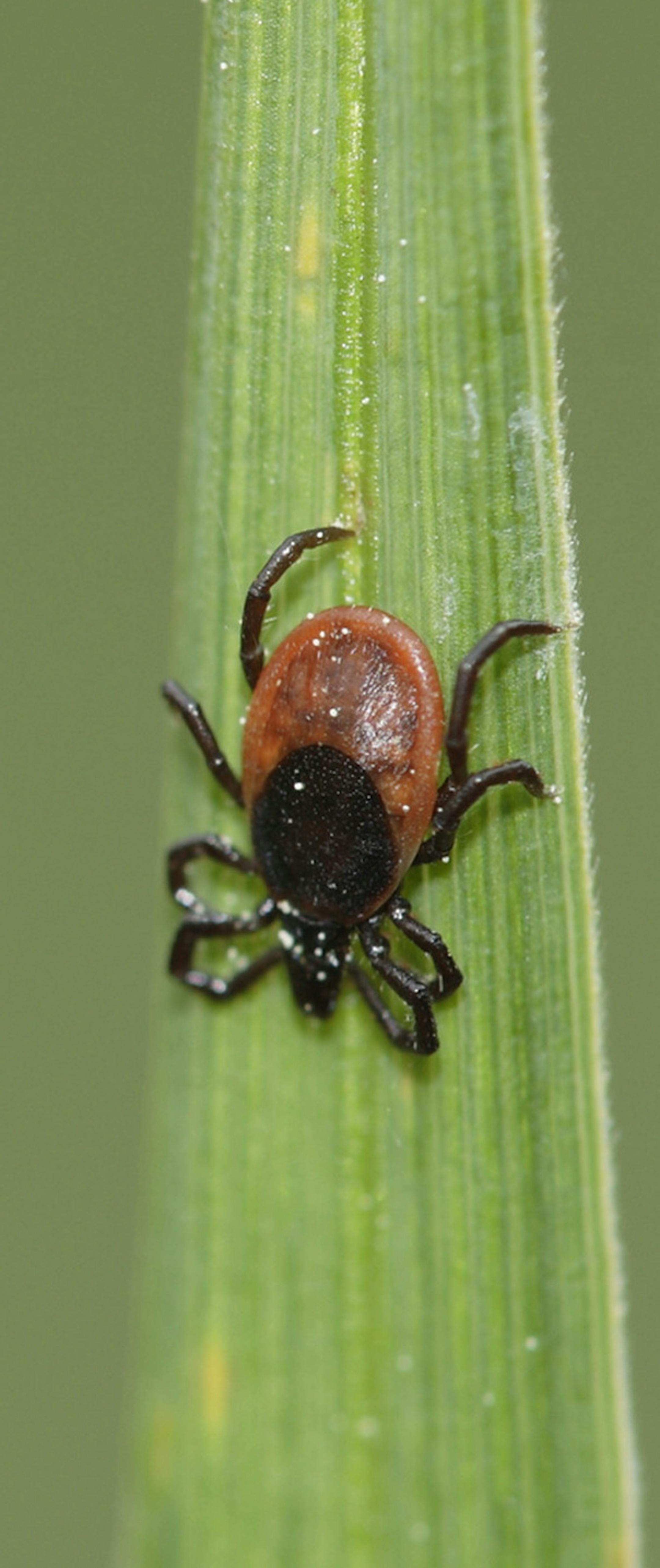 Dogs, as well as people, can get Lyme disease from ticks such as this deer tick. (Dreamstime) ORG XMIT: 1207165