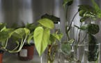 Water plants are among the house plants available at Rooted on Milwaukee Avenue in Logan Square on Aug. 11, 2020. (Abel Uribe/Chicago Tribune/TNS)