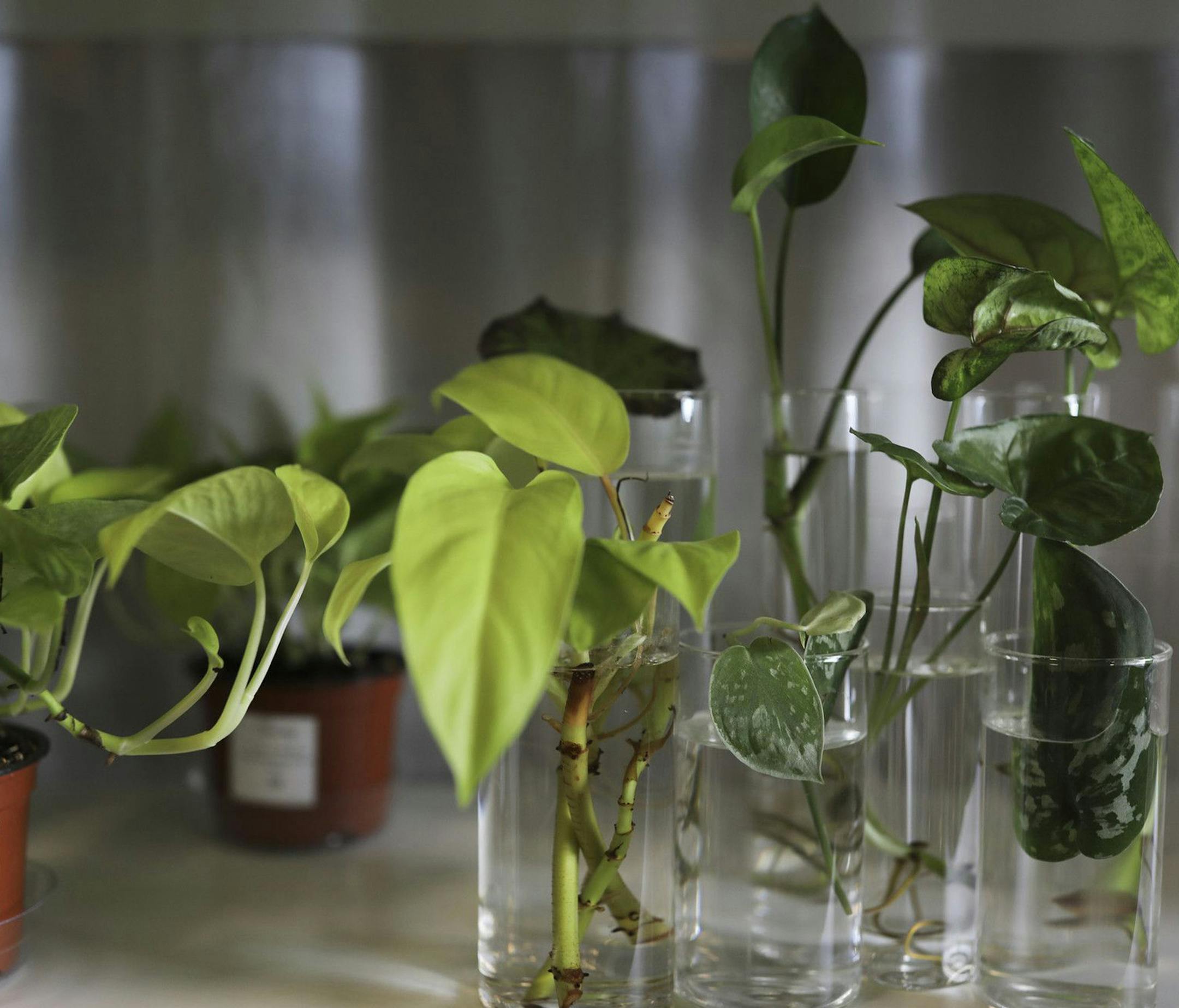 Water plants are among the house plants available at Rooted on Milwaukee Avenue in Logan Square on Aug. 11, 2020. (Abel Uribe/Chicago Tribune/TNS)