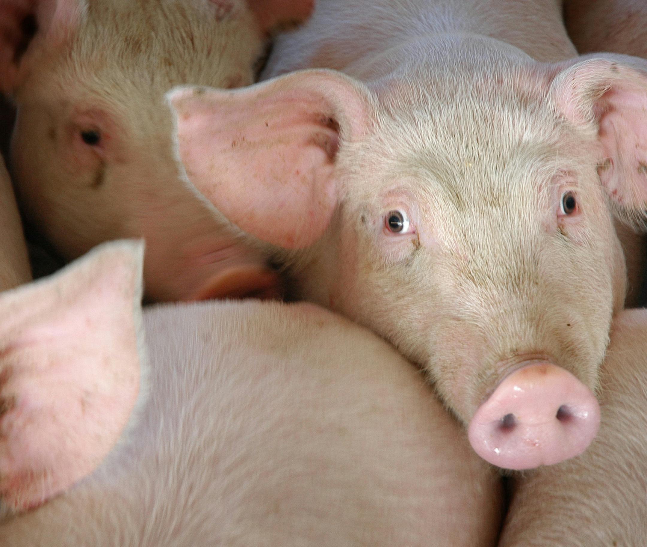 Glen Stubbe/Star Tribune Tuesday, January 25, 2005 -- Rose Creek, Minn. -- These are part of the first load of Canadian feeder pigs Mel Yunker purchased in October 2004, before the tarriff went into effect. these 4-month-old hogs will be sent to market in two more months. Yunker has around 6,000 hogs on his Rose Creek farm and produces around 30,000 hogs each year. In October he began purchasing young feeder pigs from Canada but a new import tariff of over $5.00 each may take all the profit out