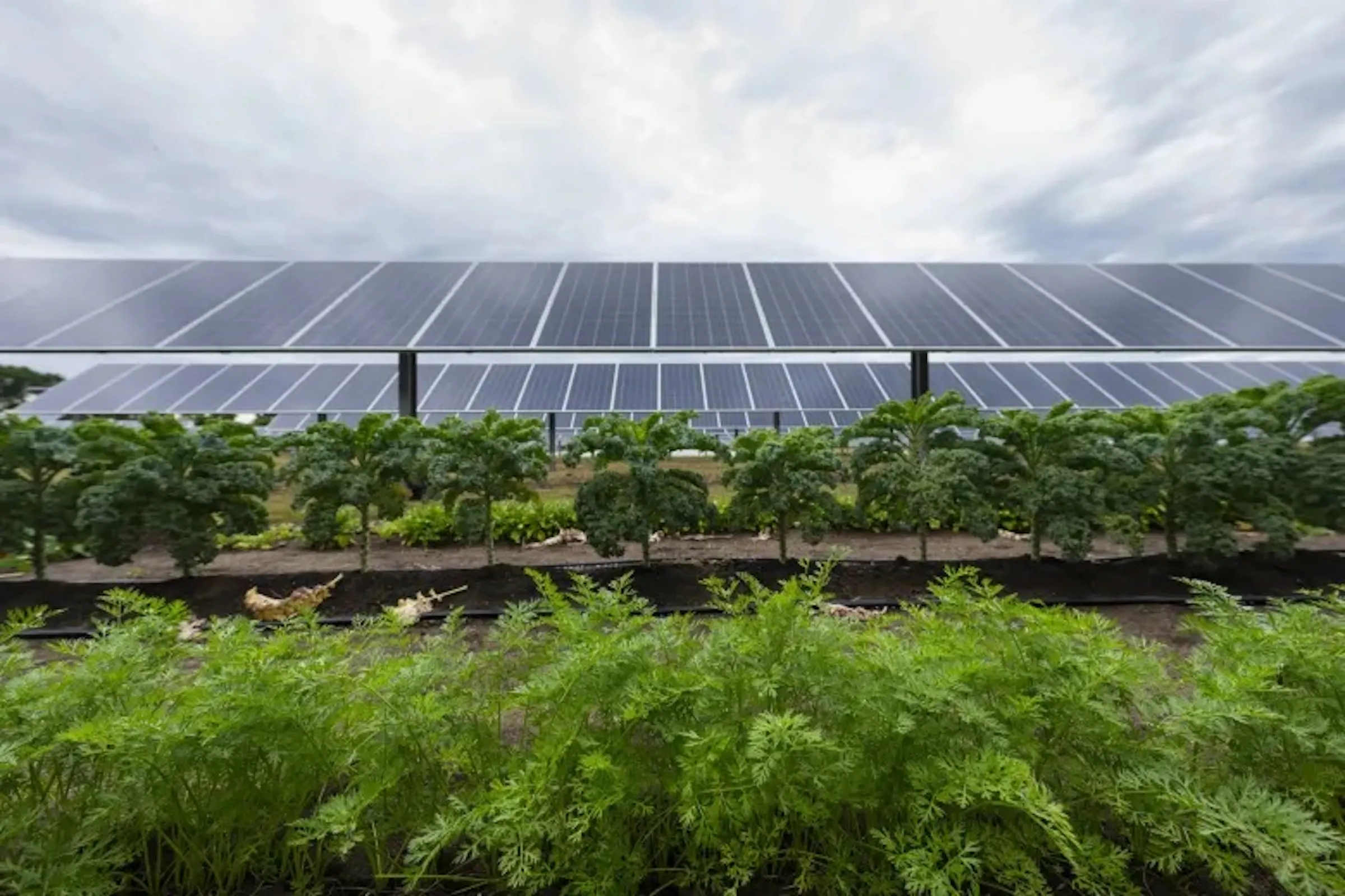 Big Lake project shows promise of mixing farming, solar power