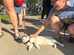 A cat named Mishacowah receives scratches from an enthusiastic new friend at the seventh annual cat tour in Minneapolis' Wedge neighborhood.