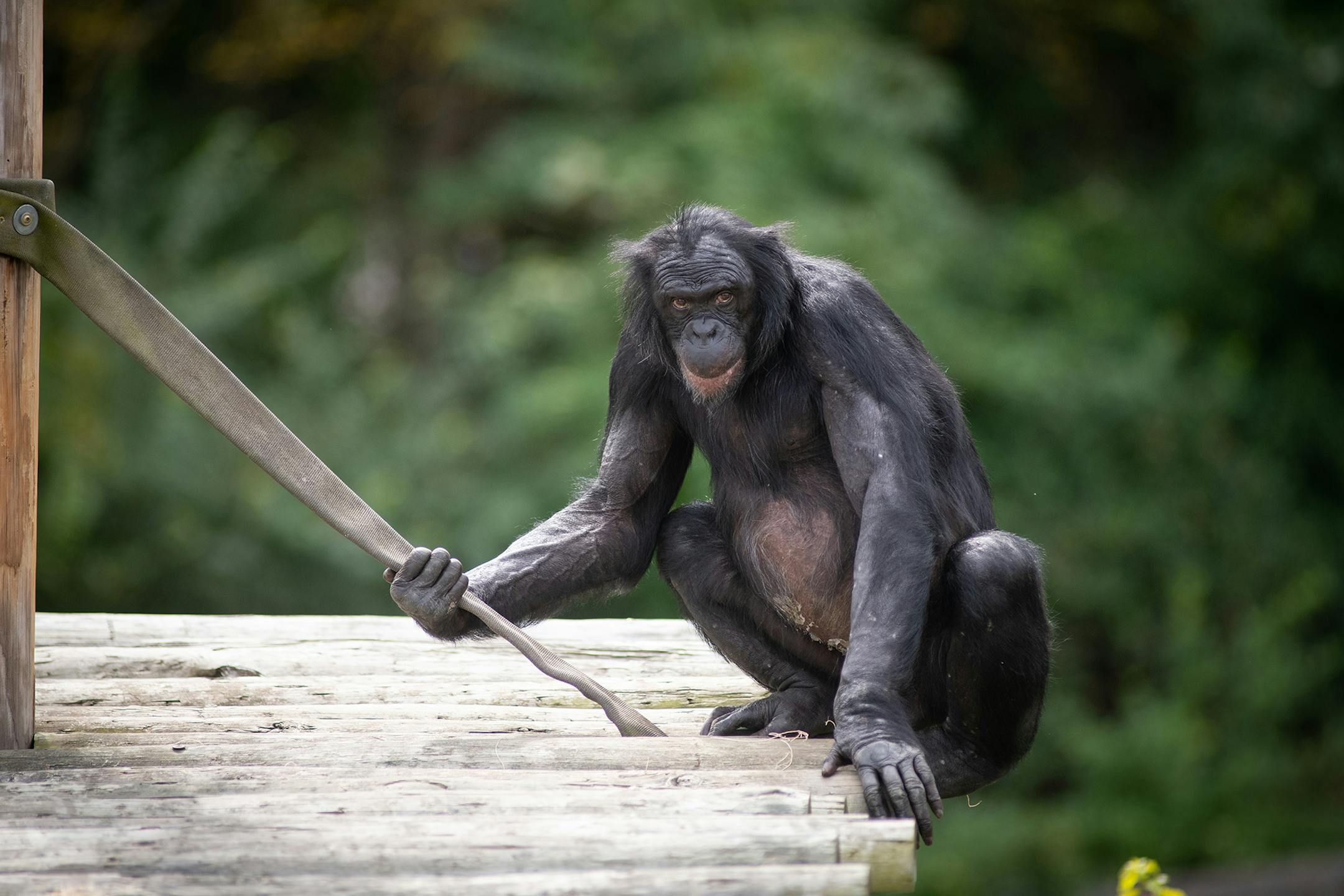 Maiko, who lives at the Columbus (Ohio) Zoo and Aquarium, was the first bonobo to receive a heart monitor made by Medtronic. It will monitor his health. It was part of the Great Ape Heart Project.