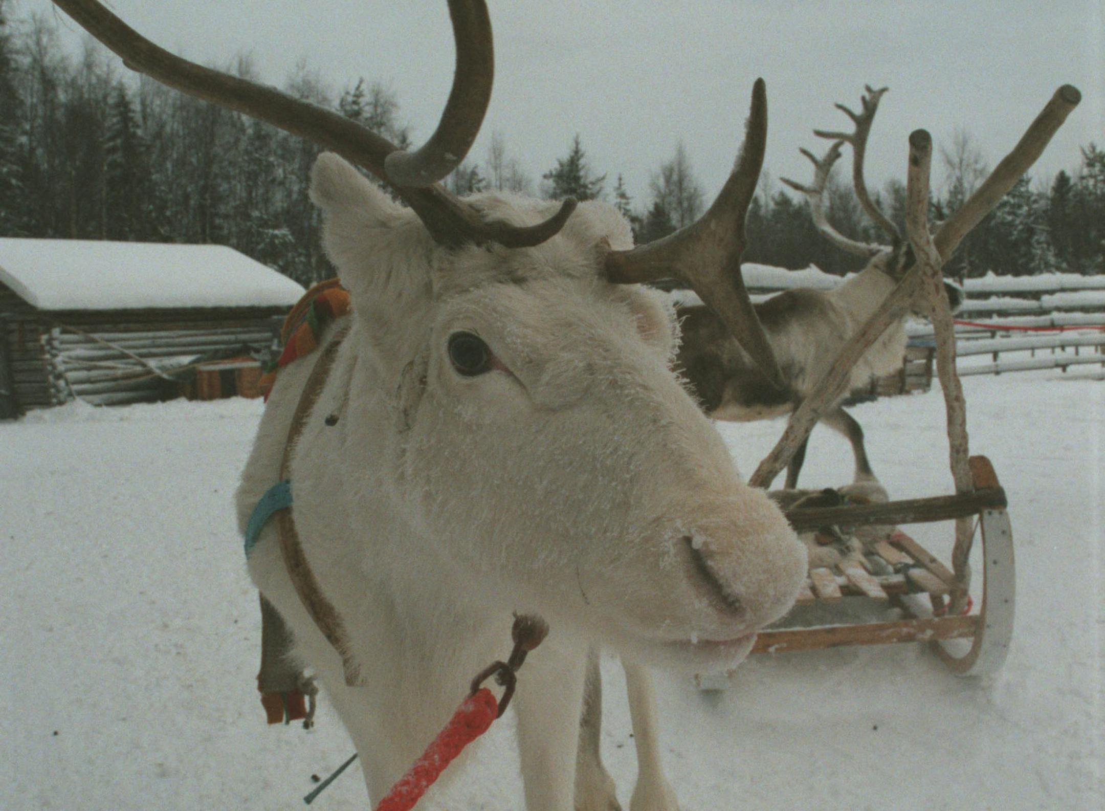 Taken January 1997. Reindeer, Santa, Snow in Rovaniemi, Finland