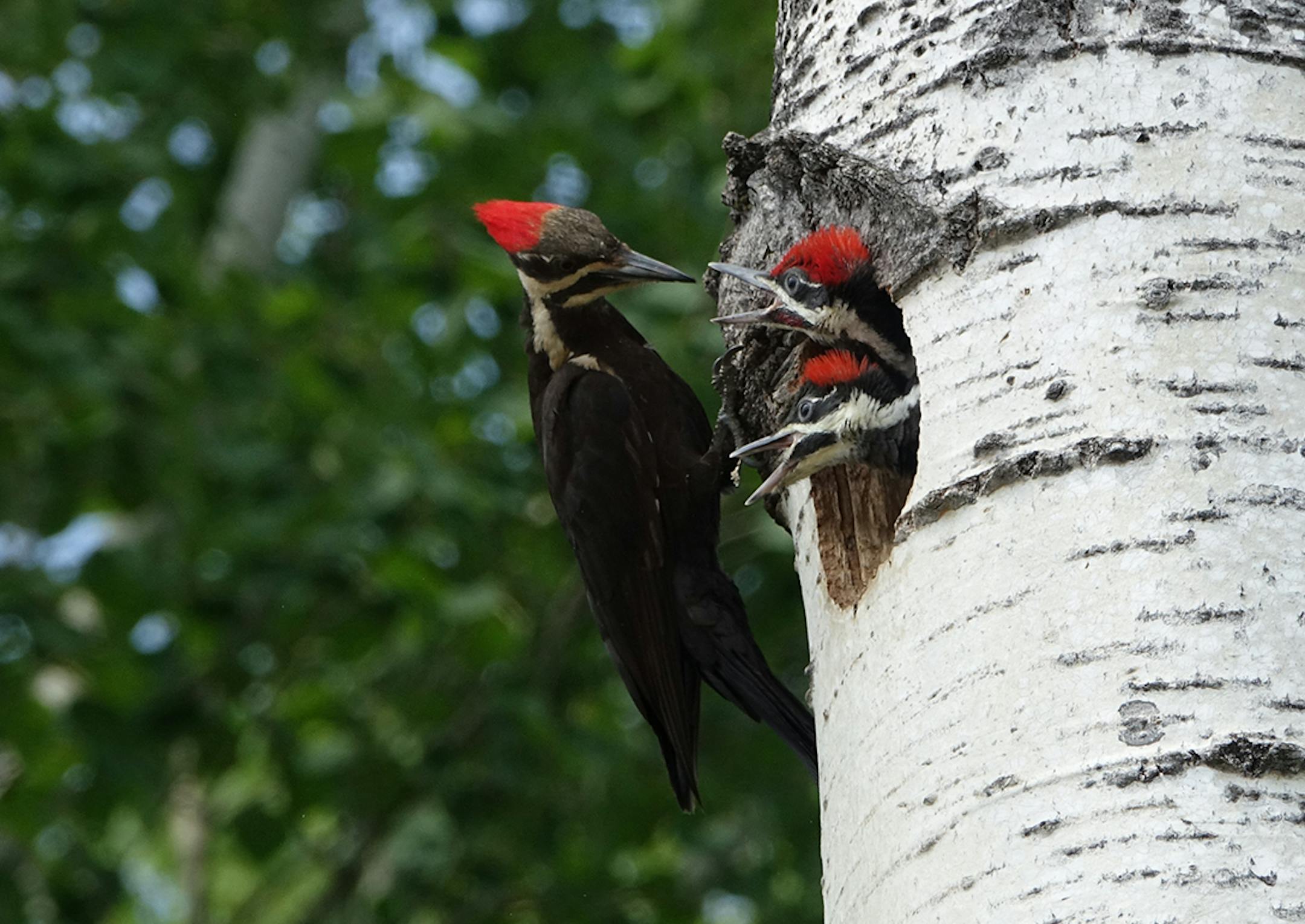Pileated woodpeckers, a cavity-nesting bird.