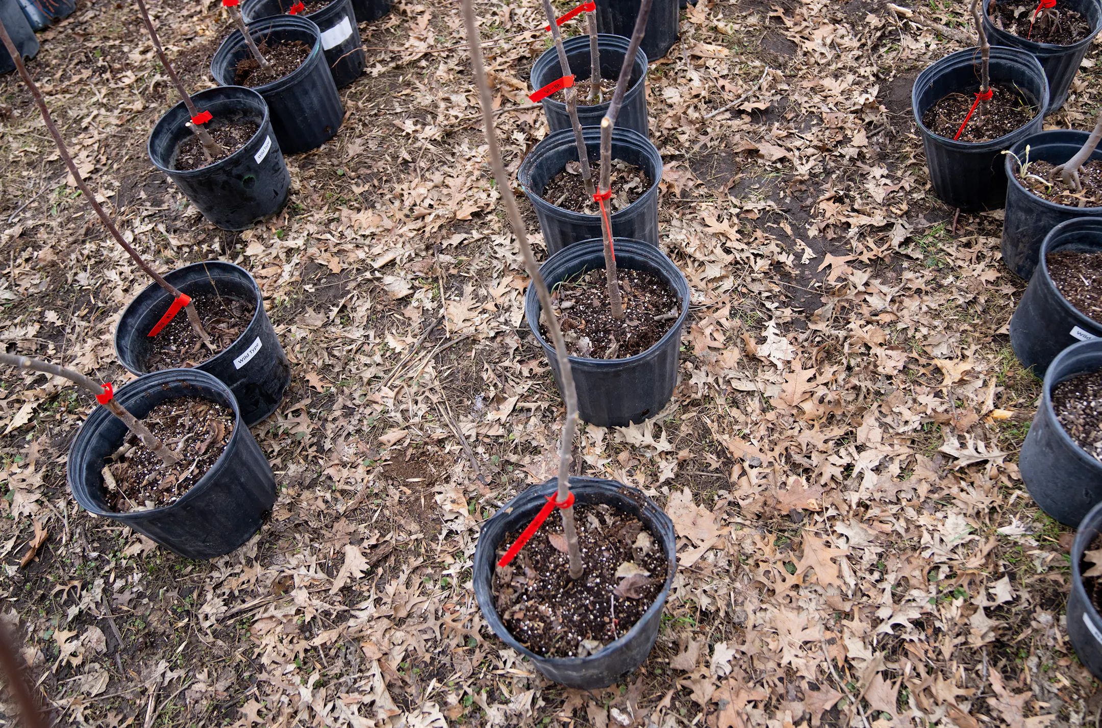 Elms were once a staple of Minnesota's tree canopy; this is how ...