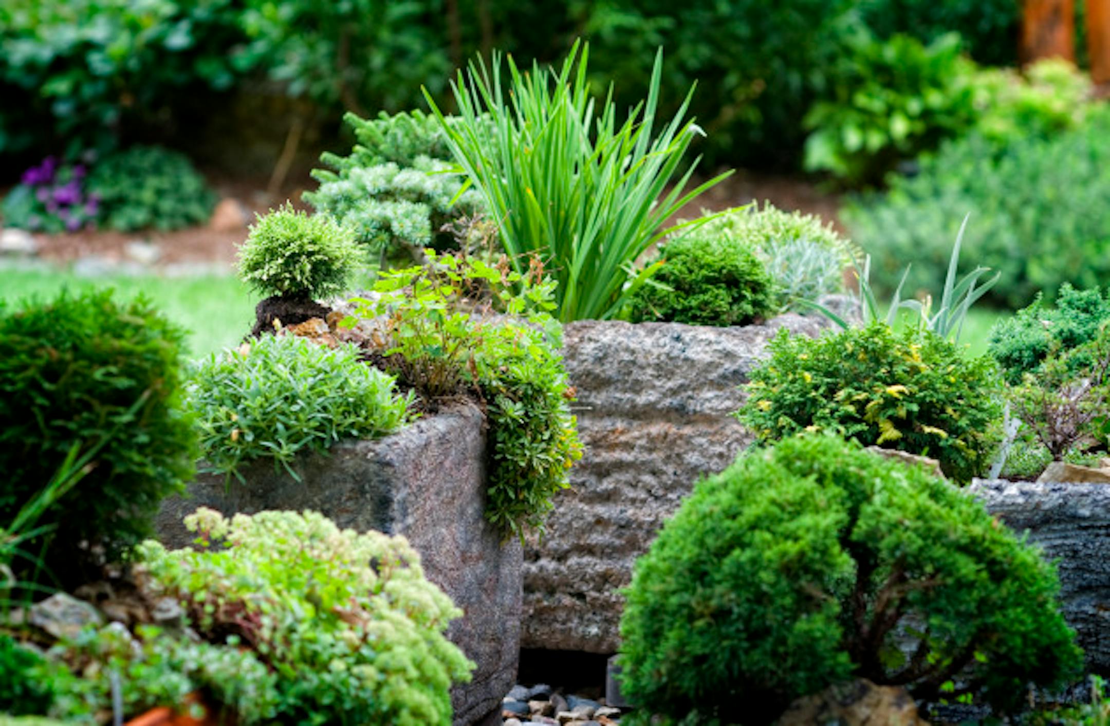 GLEN STUBBE ' gstubbe@startribune -- Roseville, Minn. -- July 22, 2010 -  ]     A series of gardens representing different types of plants created by Richard and Shirley Friberg in the yard of their Roseville home.