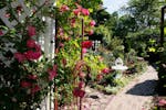 Don Untiedt and Jim McKee's garden in Plymouth boasts a lot of variety, but it's very big on roses.