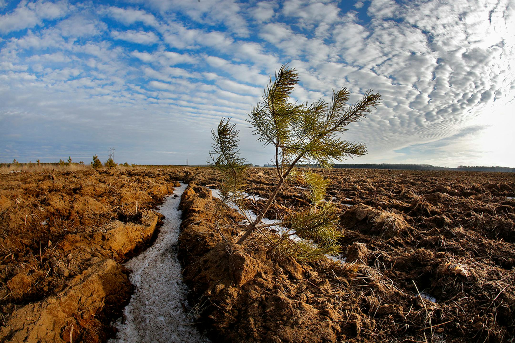 A lone pine tree survived the plowing of this field south of Park Rapids.