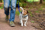 Jack Russell Terrier walking through forest by path