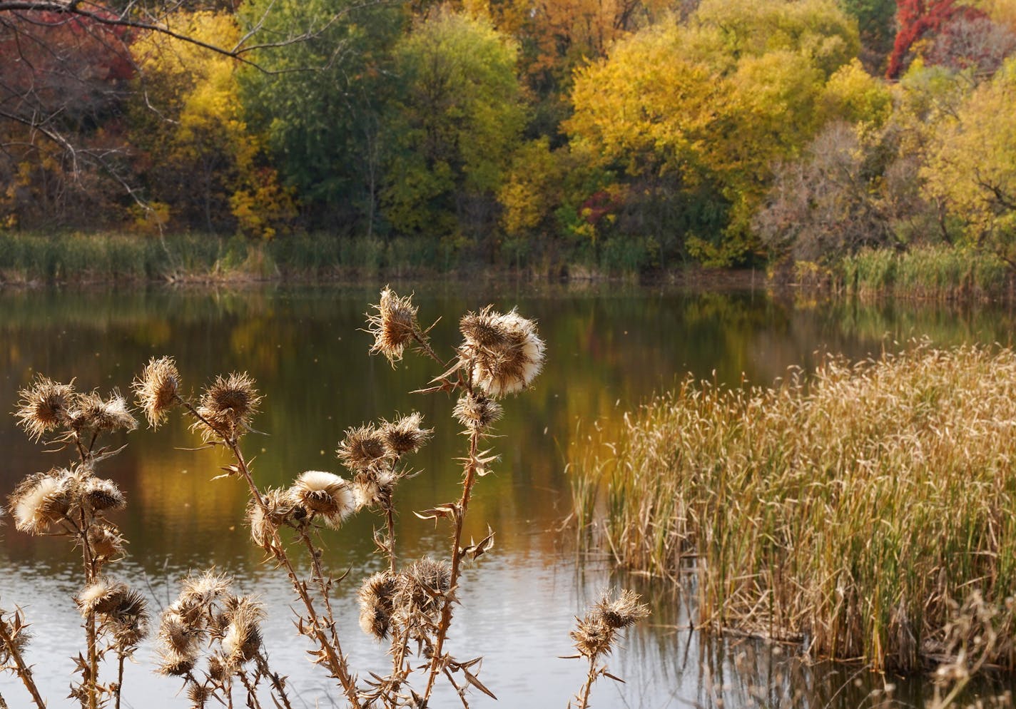 Wetland vegetation provides a habitat for birds and animals in a small pond at the entrance to Garden Park. ] ANTHONY SOUFFLE • anthony.souffle@startribune.com People enjoyed an unseasonably high temperatures Friday, Oct. 9, 2020 at Garden Park in Edina, Minn. The city of Edina is changing the name to Yancey Park to commemorate the city's first residents, a prominent Black family of pioneers who helped shape what was then Richfield Township for decades before disappearing between 1920 and 1940.