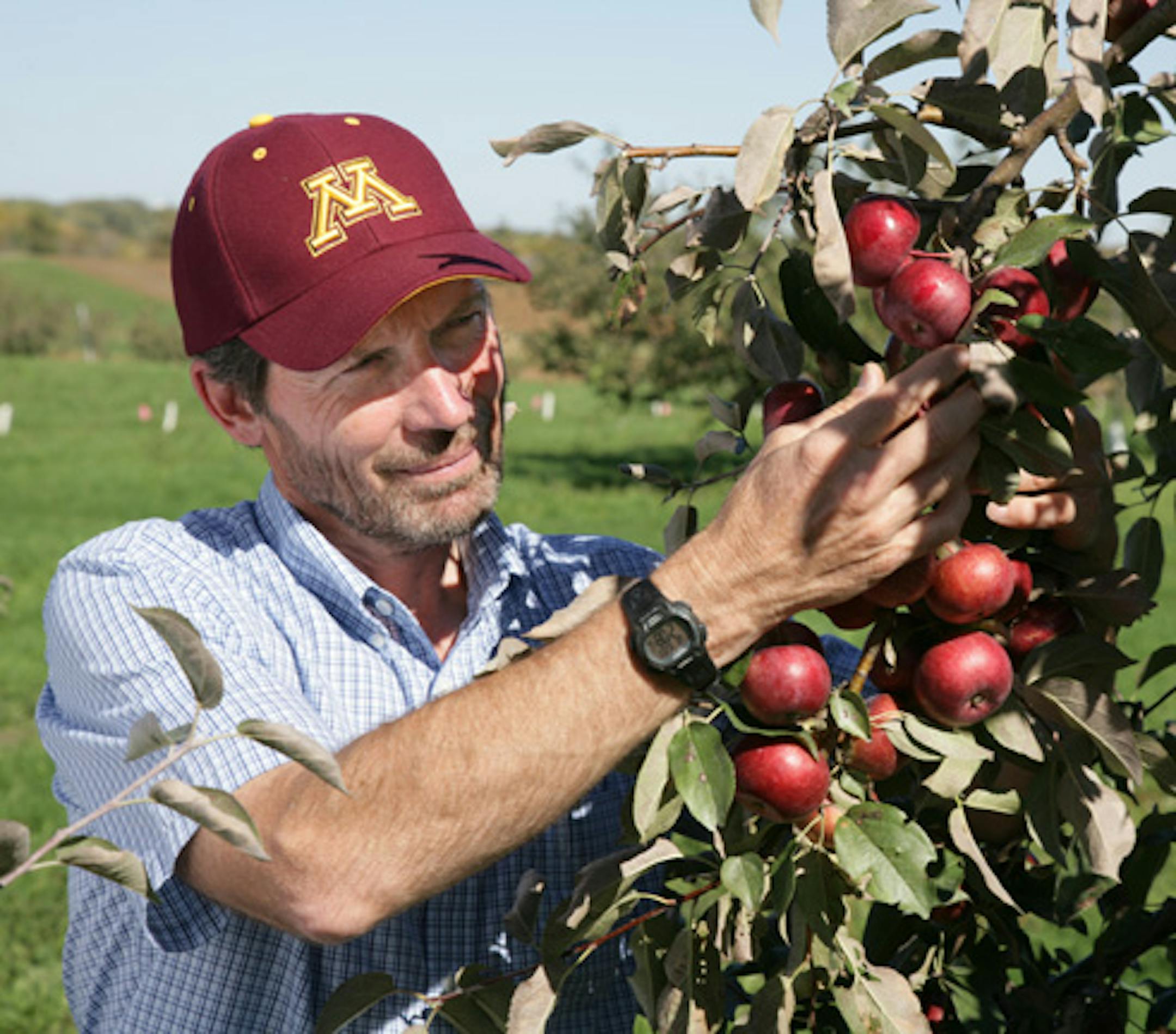 University apple breeder David Bedford says Frostbite's odd flavor is something like "raw sugarcane on steroids." The apple performs "terribly" in taste tests: Only one or two of 20 testers like it.