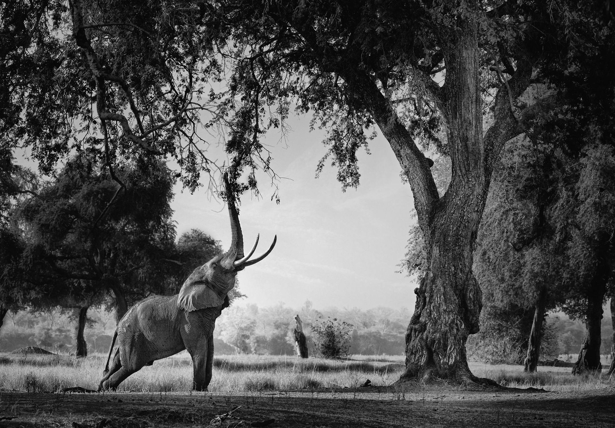 MP1 - Mana Pools National Park, Zimbabwe. A elephant bull reaches to the trees in order to feed on the dry Zambezi River floodplain.